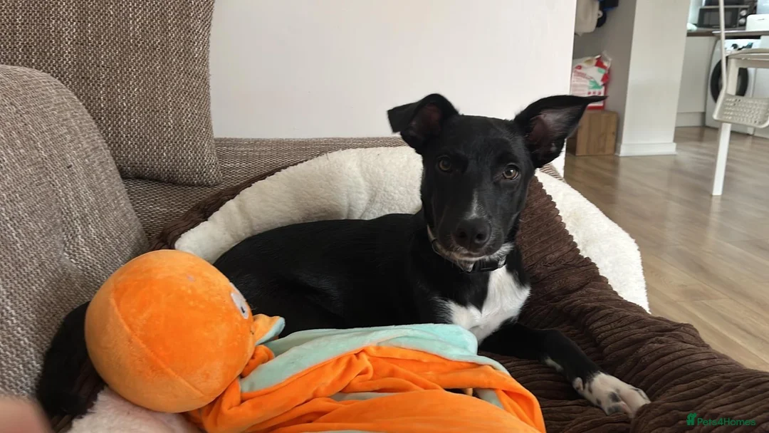 Mixed Breed dogs for sale: 5-Month Border Collie x Kelpie Boy in Swadlincote - Advert 2