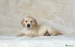 Golden Retriever dogs for sale: Stunning golden retriever puppies for sale  - Image 15