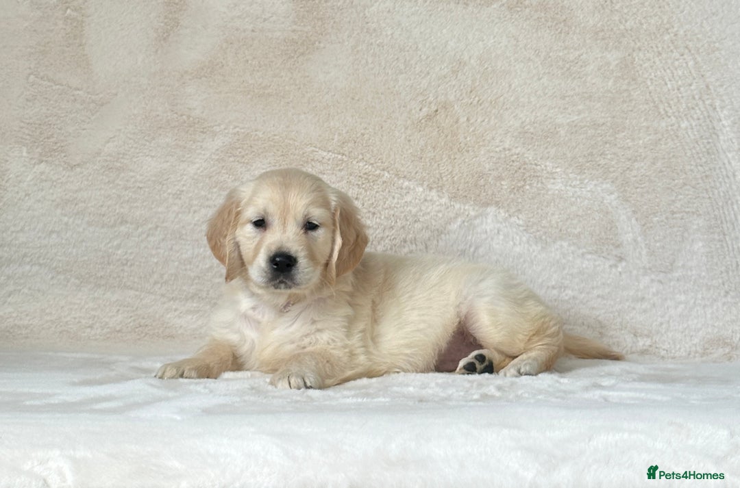 Golden Retriever dogs for sale: Stunning golden retriever puppies for sale  - Image 15
