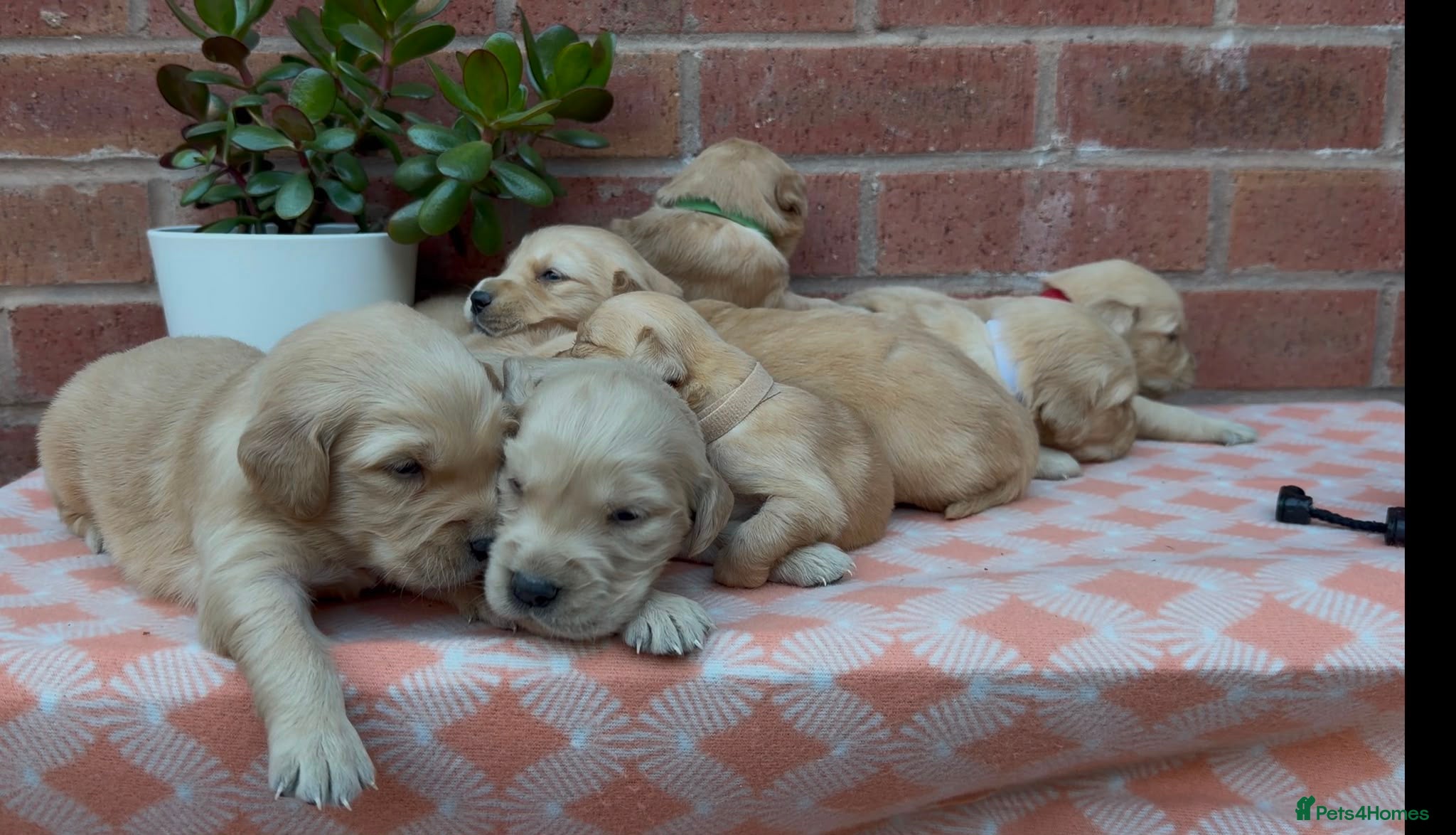 Golden Retriever dogs HEALTH TESTED  KC GOLDEN RETRIEVER PUPPIES - Advert 11