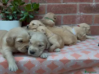 Golden Retriever dogs HEALTH TESTED KC GOLDEN RETRIEVER PUPPIES - Advert 10