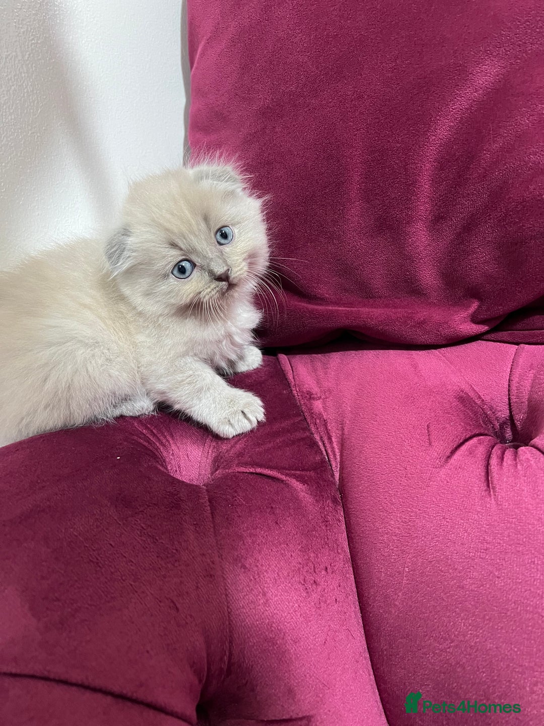 Scottish Fold cats for sale: Beautiful Scottish fold🌹☺️ - Advert 7