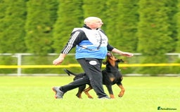 Dobermann dogs for sale: Gorgeous KC Dobermann Puppies  - Image 19