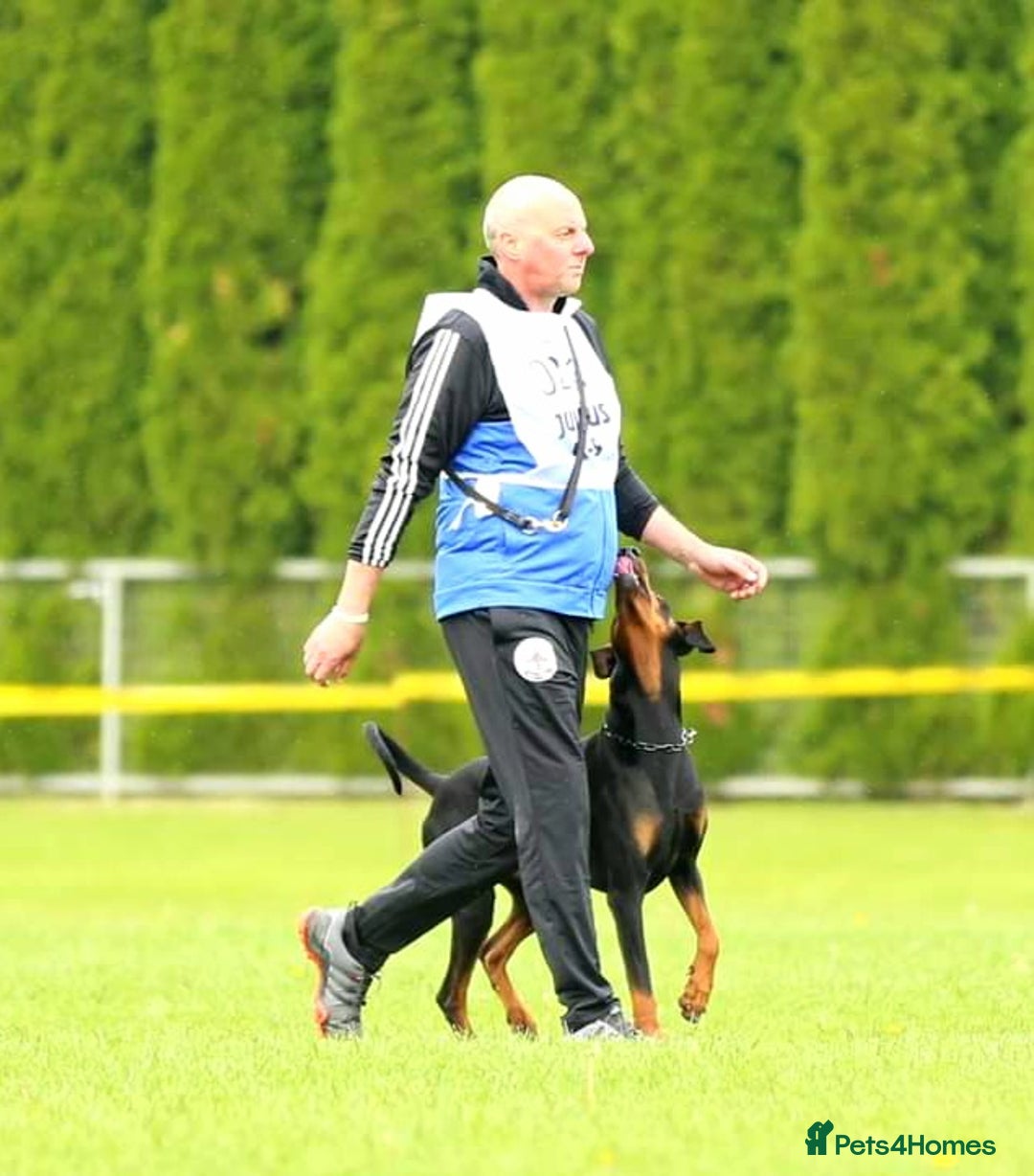 Dobermann dogs for sale: Gorgeous KC Dobermann Puppies  - Image 19