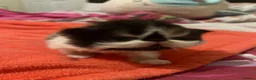 Persian cats for sale: Beautiful high quality Persian and Exotic kittens  - Advert 9