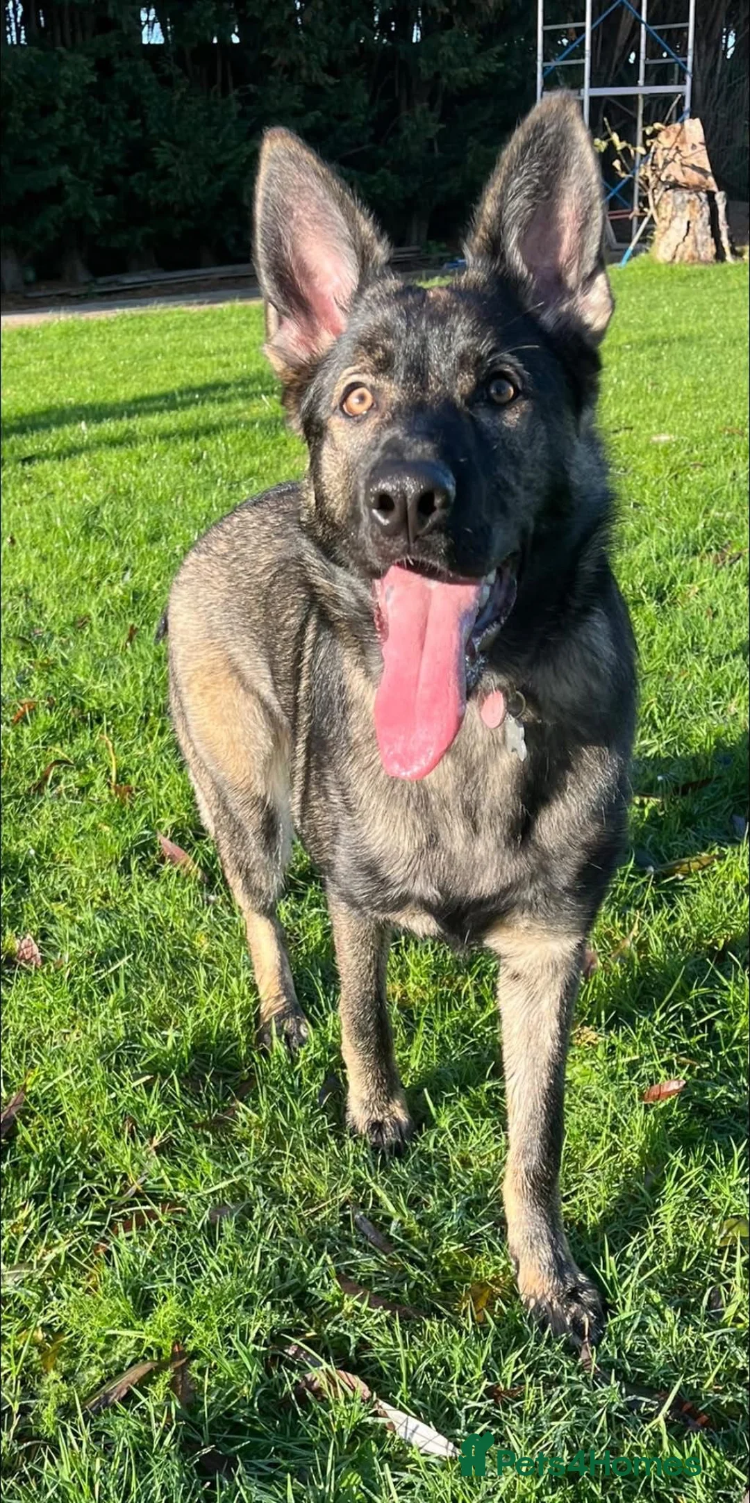 German Shepherd dogs for sale: 9 month old German shepherd girl in Lincoln - Advert 1