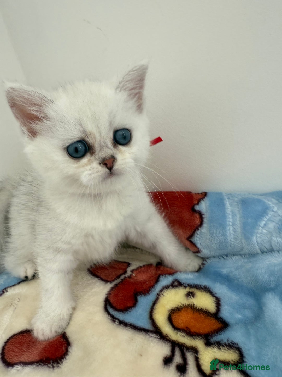 British Shorthair cats for sale: GCCF 🏆 British shorthair kitten🏆 - Image 7
