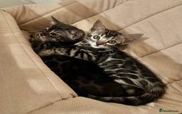 Bengal cats for sale: Rare Glitter Pedigree Bengal Female - Show Quality - Image 12