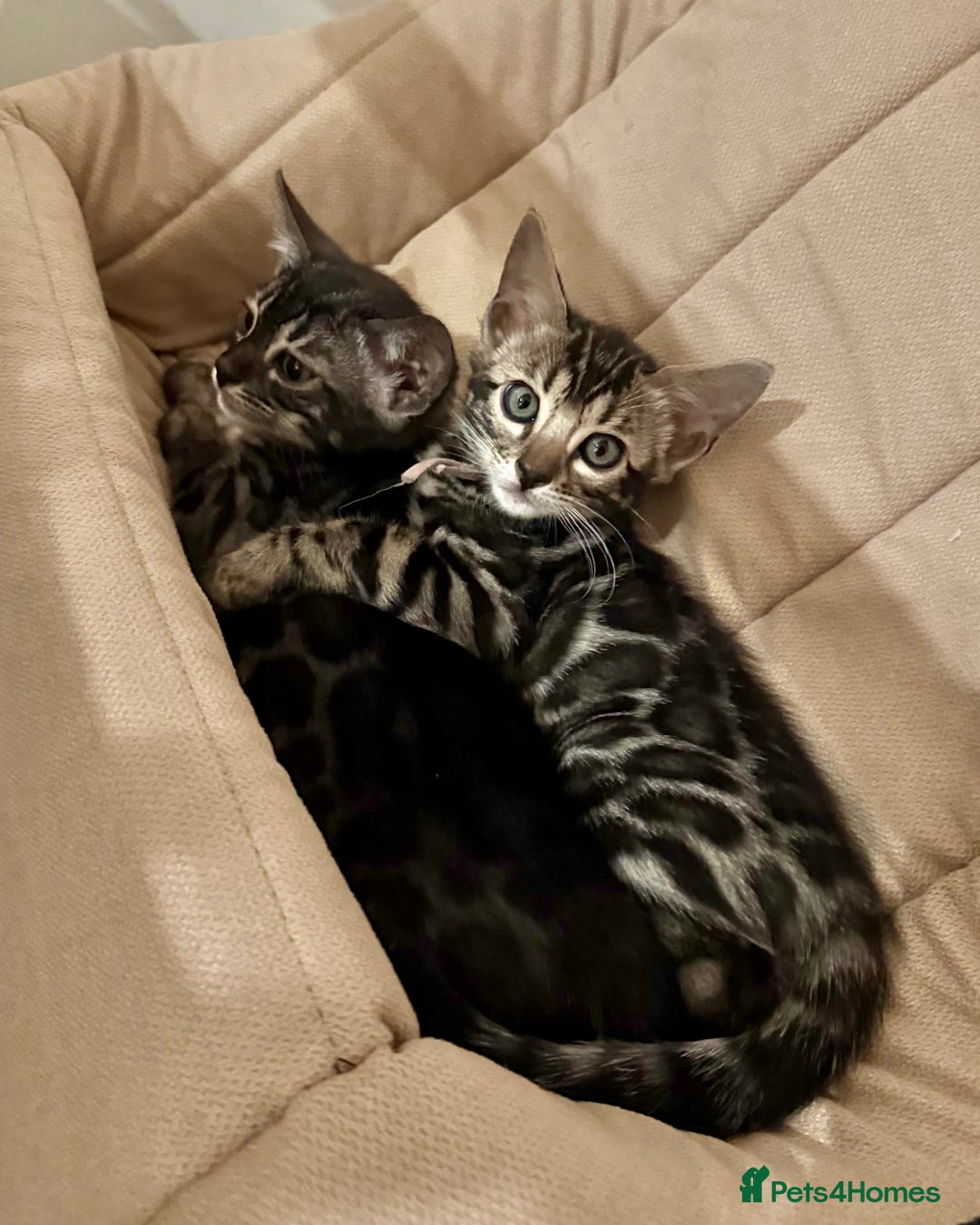 Bengal cats for sale: Rare Glitter Pedigree Bengal Female - Show Quality - Image 12