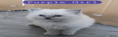 Purple girl