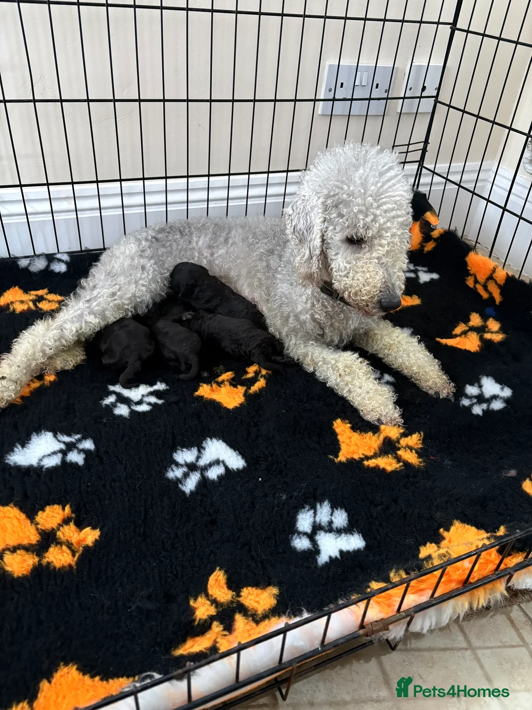 Bedlington Terrier dogs for sale: Bedlington - Advert 5