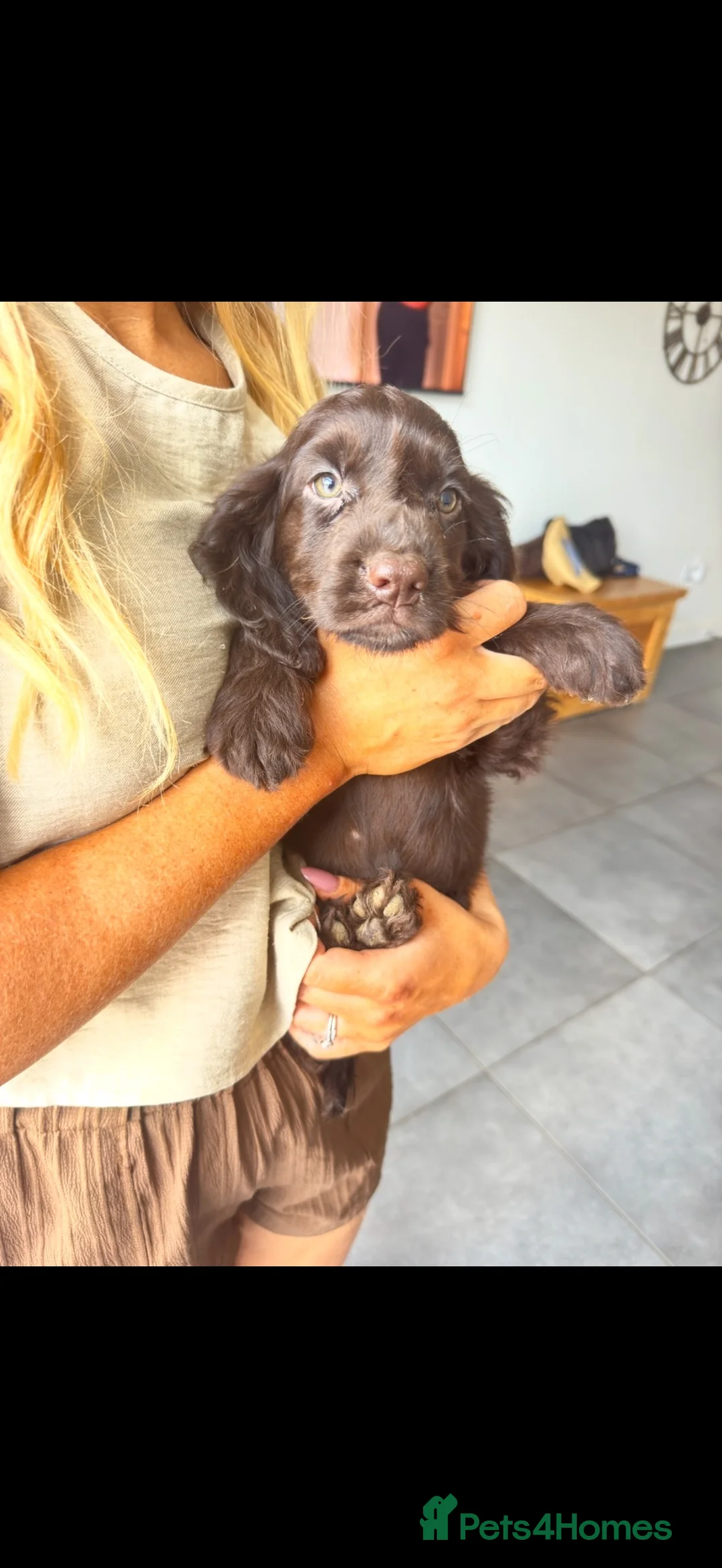 Cocker Spaniel dogs for sale: *LAST PUP*gorgeous chocolate cocker girl - Advert 2
