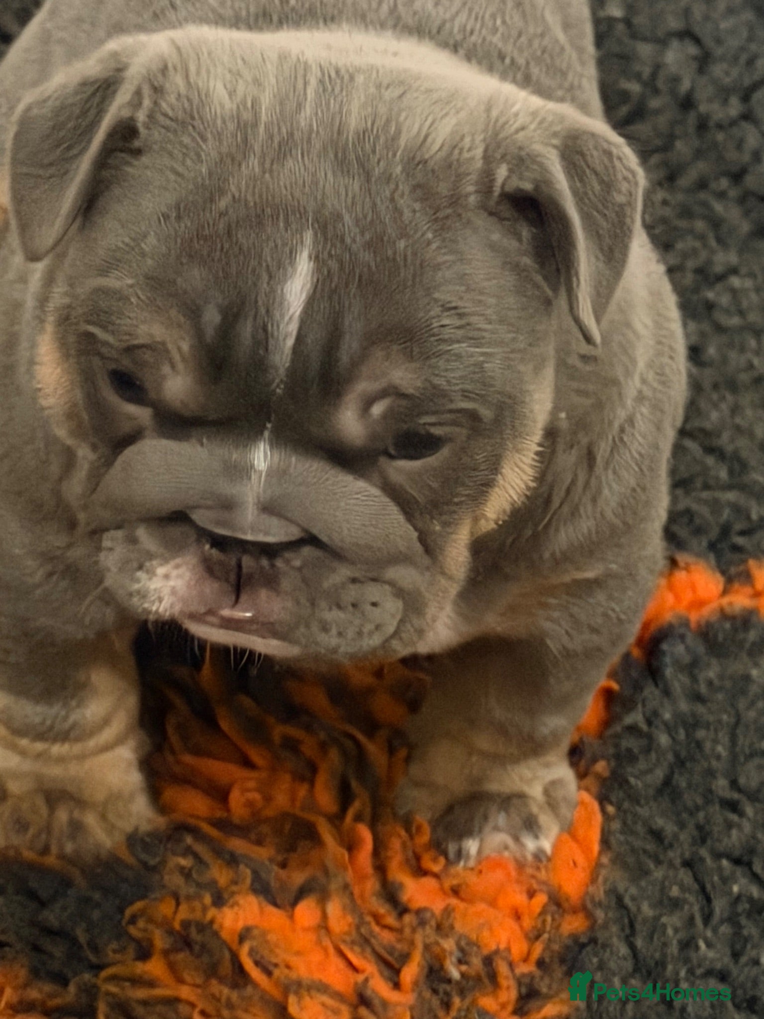 English Bulldog dogs Last girl available kc reg health tested parents - Advert 1