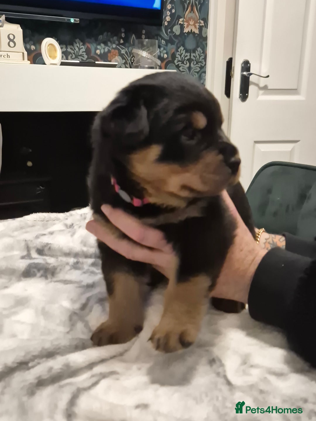 Rottweiler dogs for sale: Stunning Rottweiler Puppies - Image 5