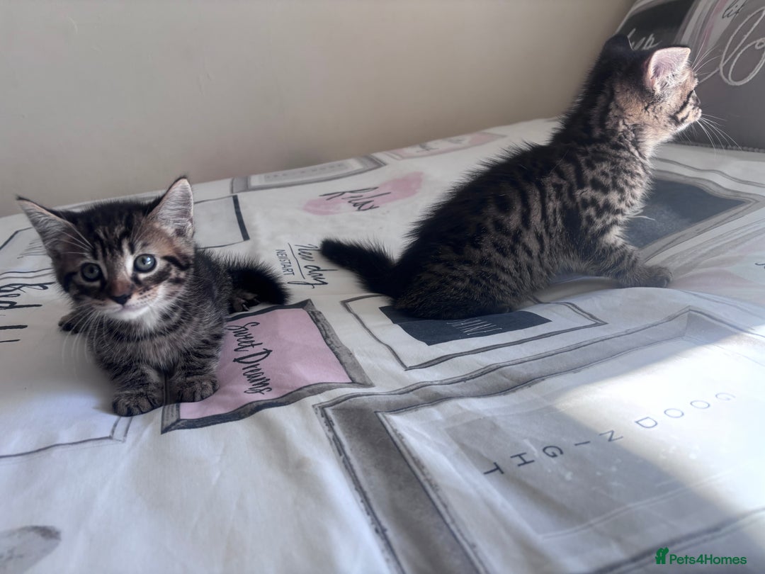 Mixed Breed cats for sale: Maine Coon Cross Kittens  - Image 9