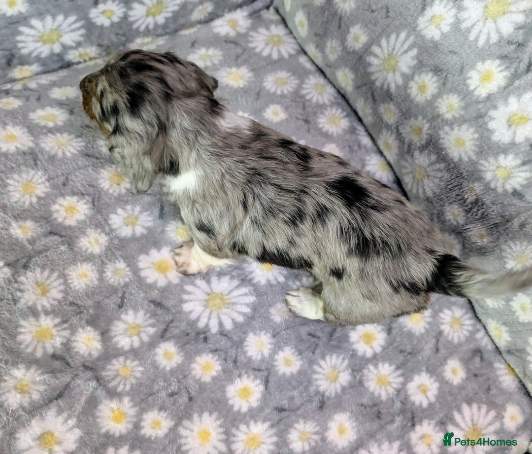 Miniature Dachshund dogs for sale: Mini Dachshund Puppies, Gorgeous Colours & Coats - Image 12