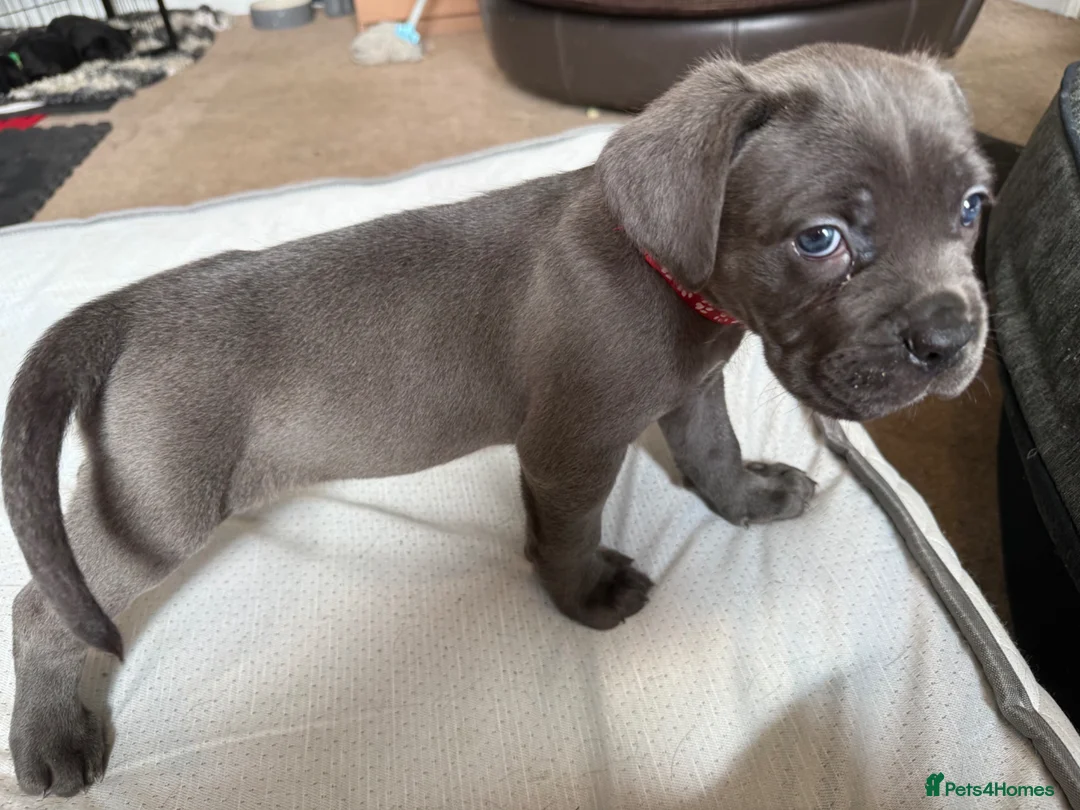Cane Corso dogs for sale: 🐾🐾READY TO VIEWPure Breed Cane Corso Puppy’s🐾🐾 - Advert 1