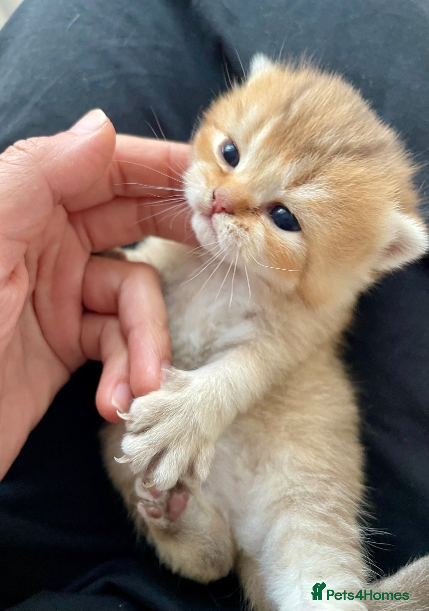 British Shorthair cats 🏆😍 Irresistible Golden Chinchilla’s Mini BSH🏆😍 - Advert 10