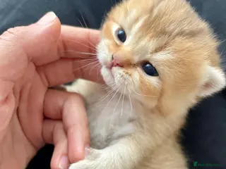British Shorthair cats 🏆😍 Irresistible Golden Chinchilla’s Mini BSH🏆😍 - Advert 2