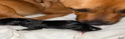 Mixed Breed dogs for sale: Rotweiler puppies  in Grimsby - Advert 8