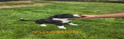 Border Collie dogs for sale: Beautiful litter of working border collie pups - Advert 3