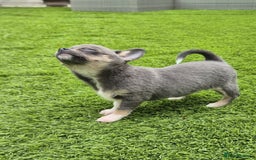 Chihuahua dogs for sale: Chihuahua female puppies  - Image 5