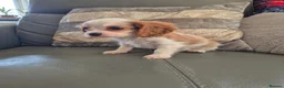 Cavalier King Charles Spaniel dogs for sale: KC Health Clear Cavalier King Charles Boys - Advert 9