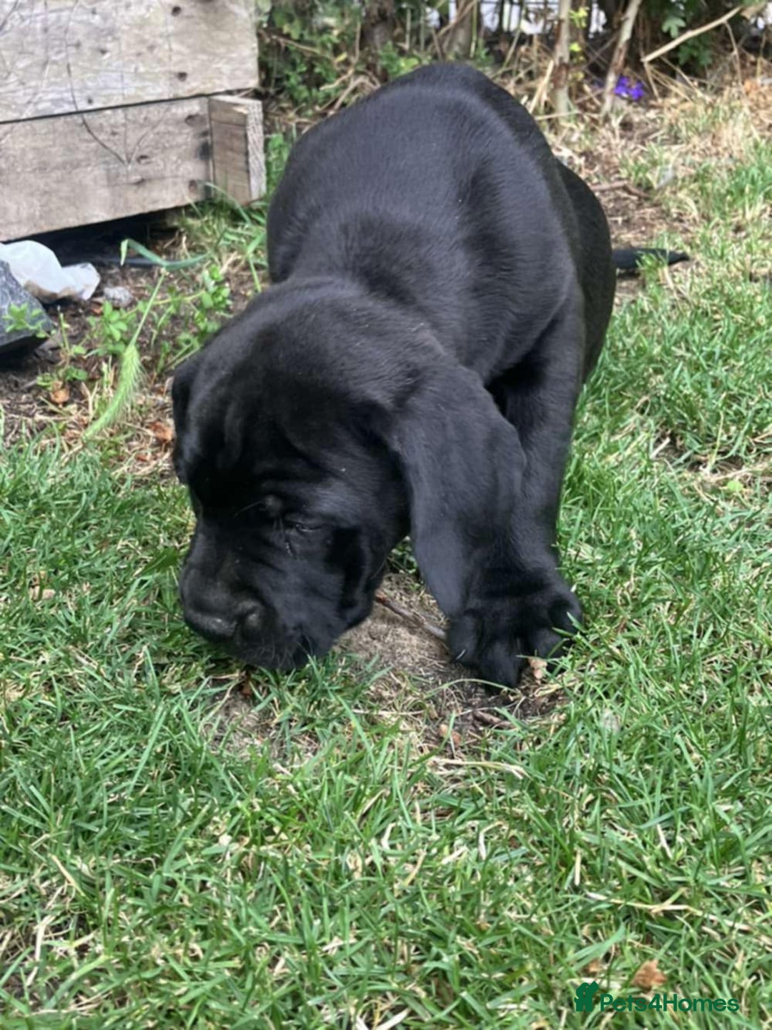 Mixed Breed dogs for sale: Ready to collect – Cane Corso puppies  - Image 21