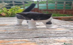 Domestic Shorthair cats for sale: Stunning Tuxedo shorthair kittens. - Image 6