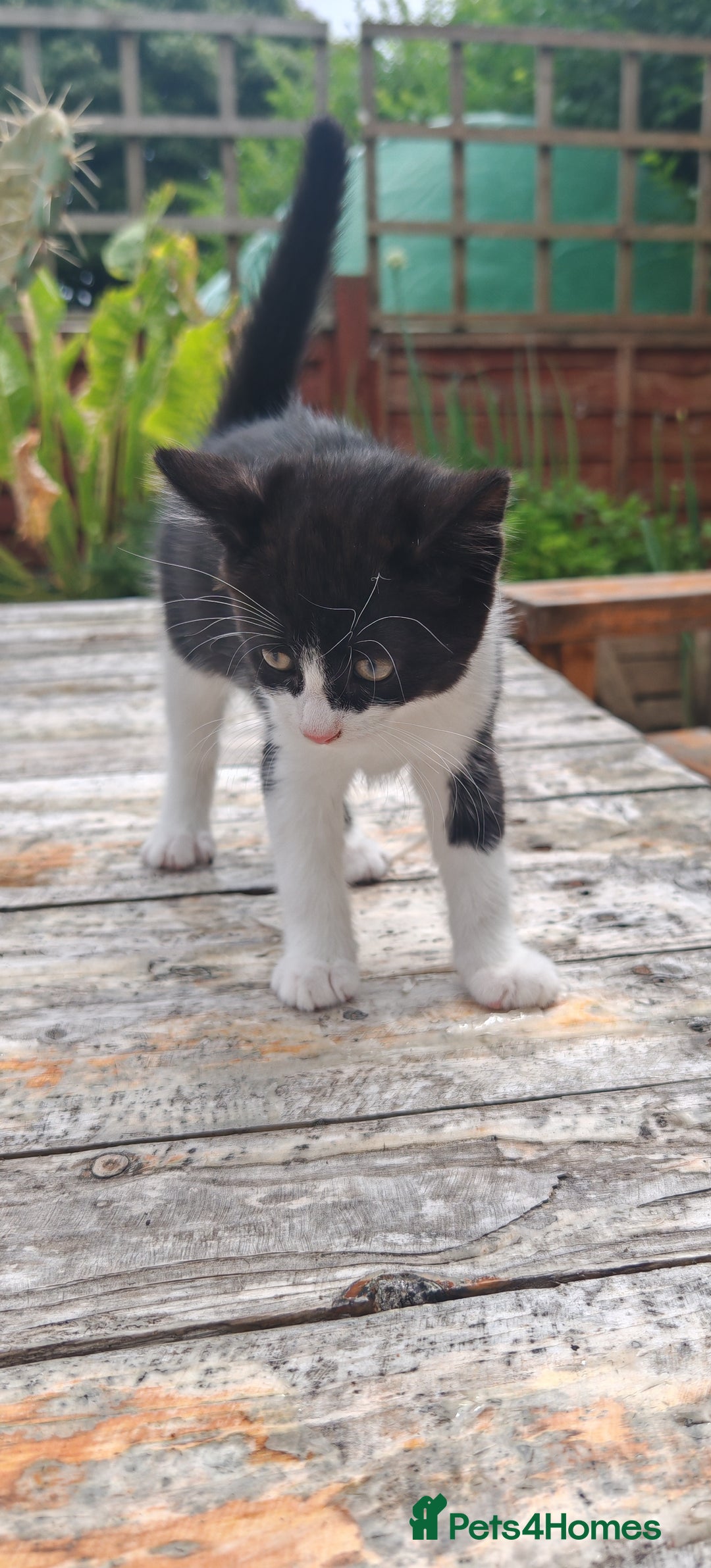 Domestic Shorthair cats for sale: Stunning Tuxedo shorthair kittens. - Image 6