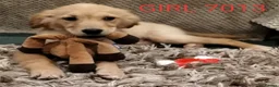 Golden Retriever dogs for sale: GOLDEN RETRIEVER PUPS - Advert 17