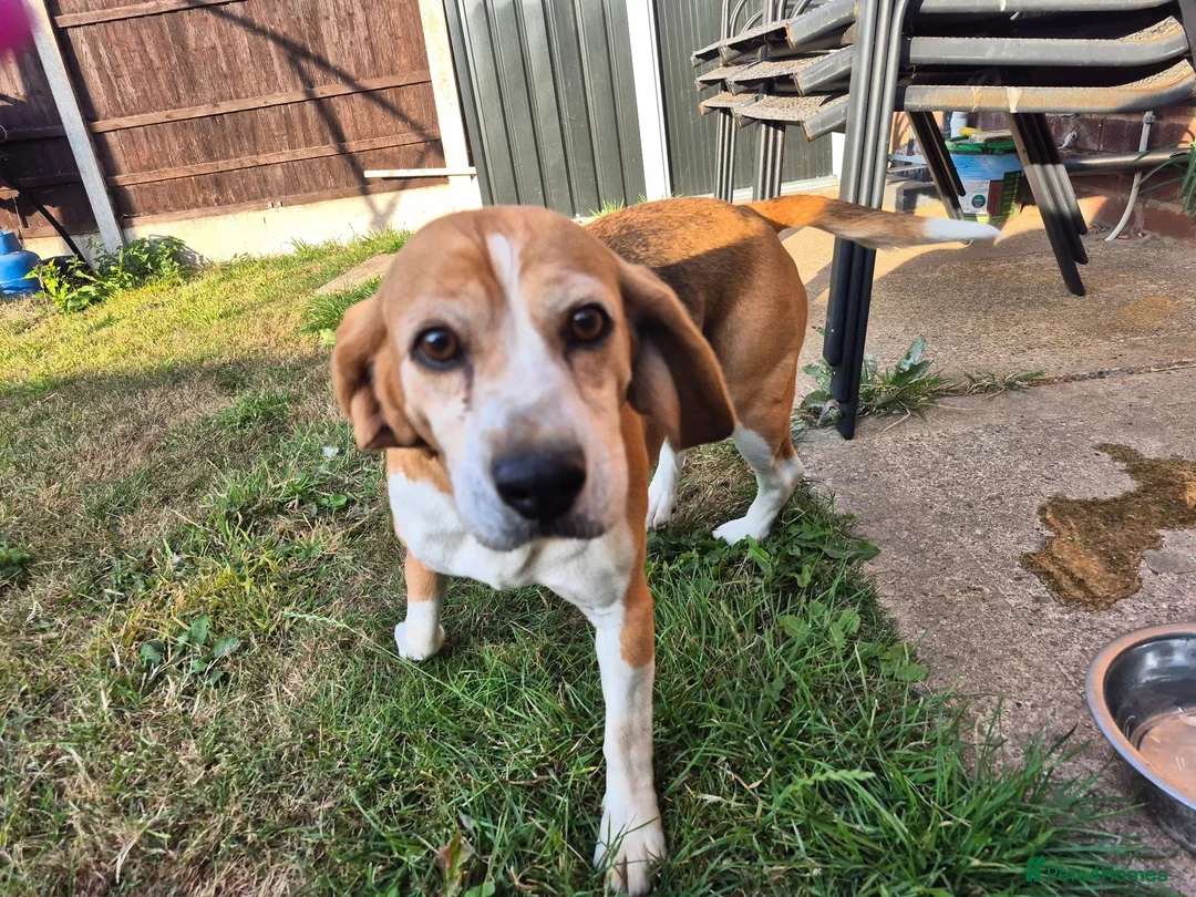Beagle dogs for sale: 6 year old female begal  in Newark - Advert 1