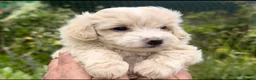 Maltipoo dogs for sale: Maltipoo Puppies  - Advert 13