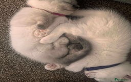 British Shorthair cats for sale: Adorable British Shorthair Kittens for sale!  - Image 3