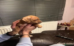 Mixed Breed dogs for sale: Boxer/Staff/Cane Corso Puppies for Sale - Advert 8