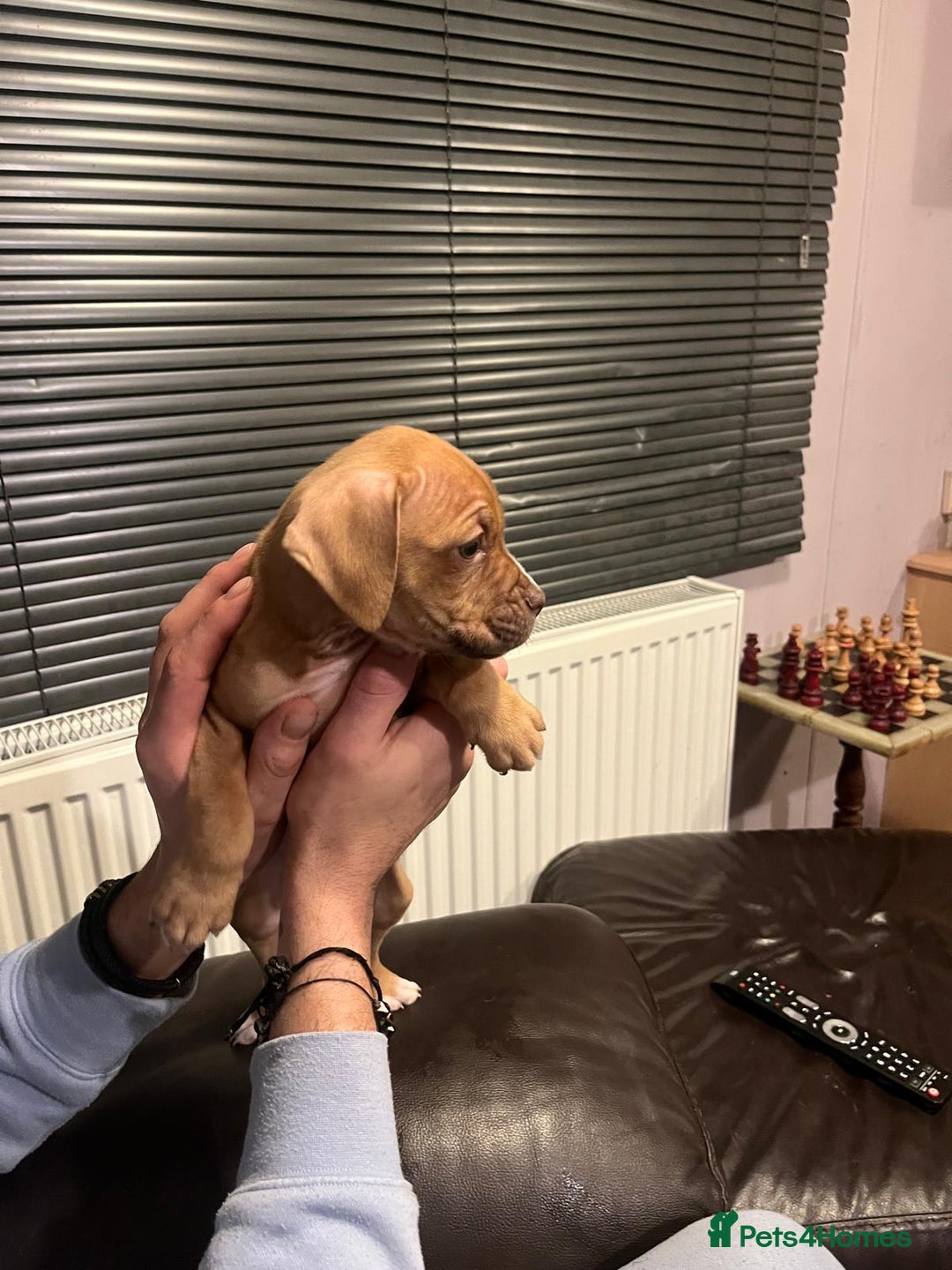 Mixed Breed dogs for sale: Boxer/Staff/Cane Corso Puppies for Sale - Advert 8