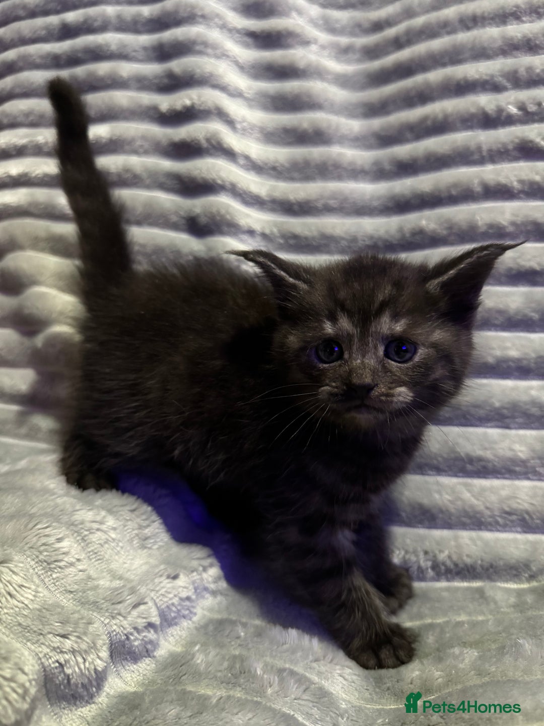 Mixed Breed cats for sale: British short hair cross Maine coon  - Advert 9