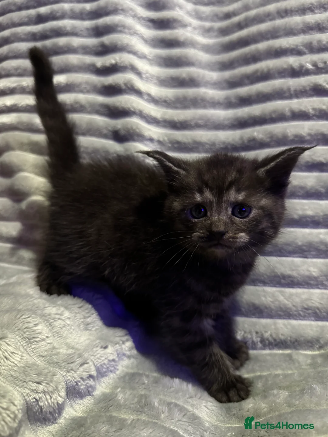 Mixed Breed cats for sale: British short hair cross Maine coon  - Advert 8