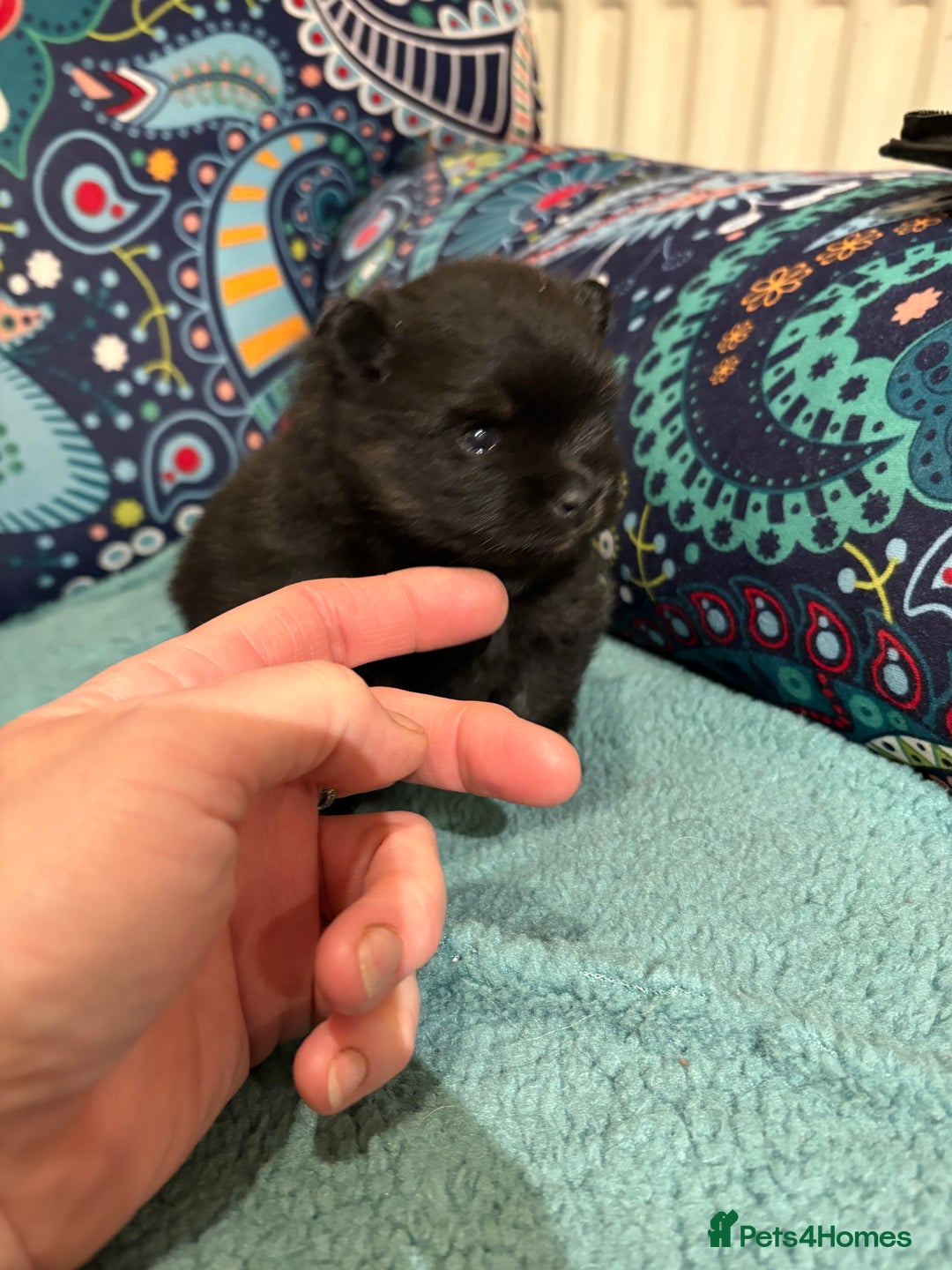 Pomeranian dogs for sale: Tiny Female Black Pomeranian Puppy  - Advert 12