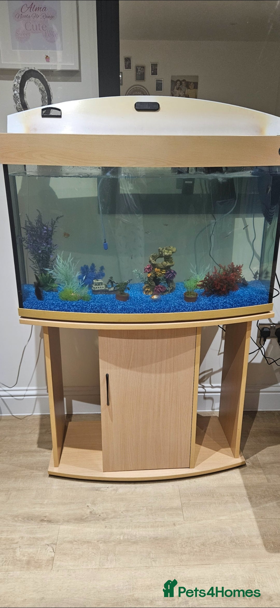Plecos fish Fish and tank for sale - Advert 10
