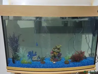 Plecos fish Fish and tank for sale - Advert 10