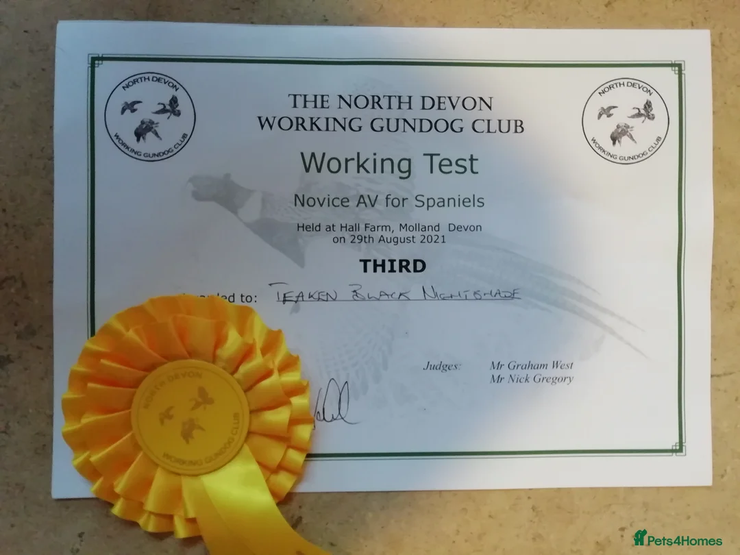 Cocker Spaniel dogs for stud: Fully health tested KC working cocker stud in Dorchester - Advert 5