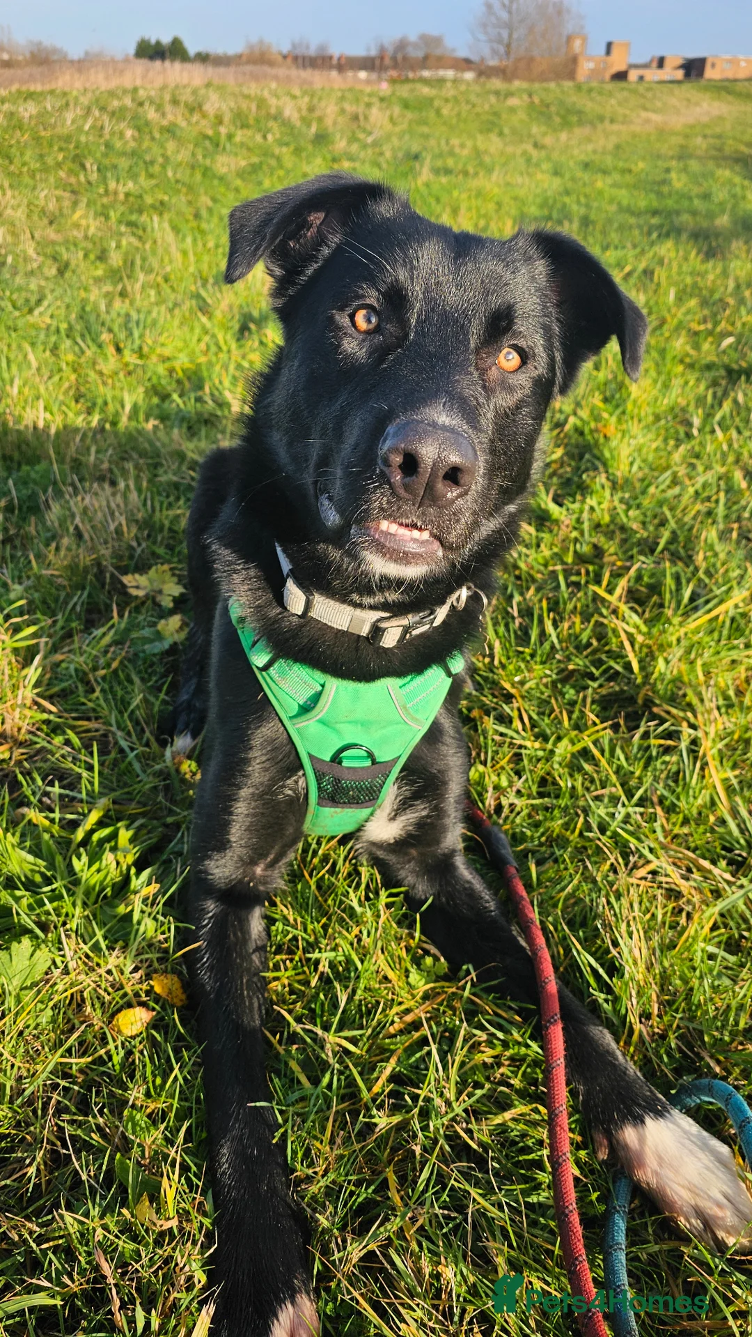 Mixed Breed dogs for sale: Harry is a big puppy looking for a forever home - Advert 2