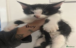Mixed Breed cats for sale: 6 adorable kittens with different prints - Image 7