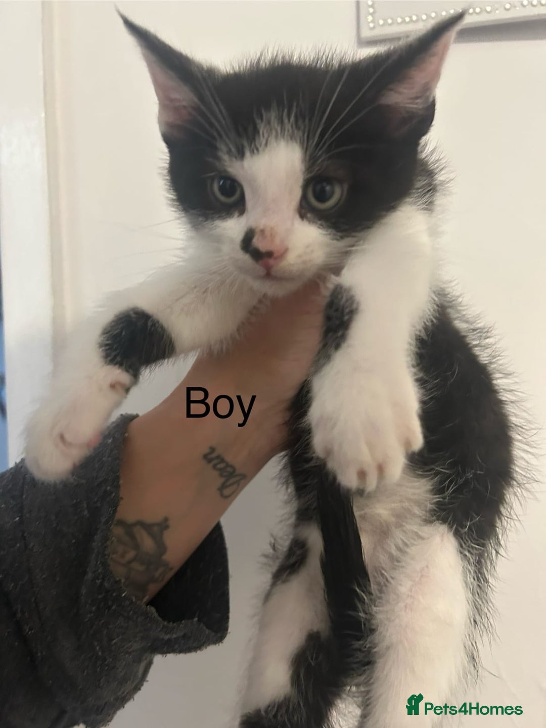 Mixed Breed cats for sale: 6 adorable kittens with different prints - Image 7