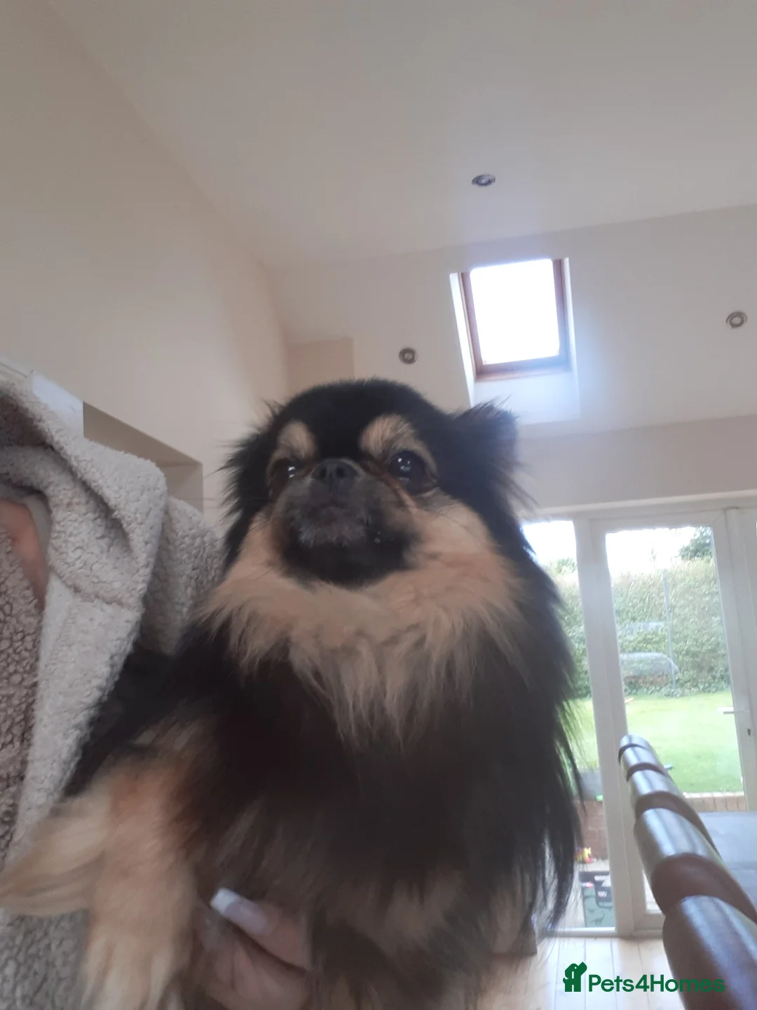 Mixed Breed dogs for sale: Russian chihuahua/pekingese in Morpeth - Advert 2