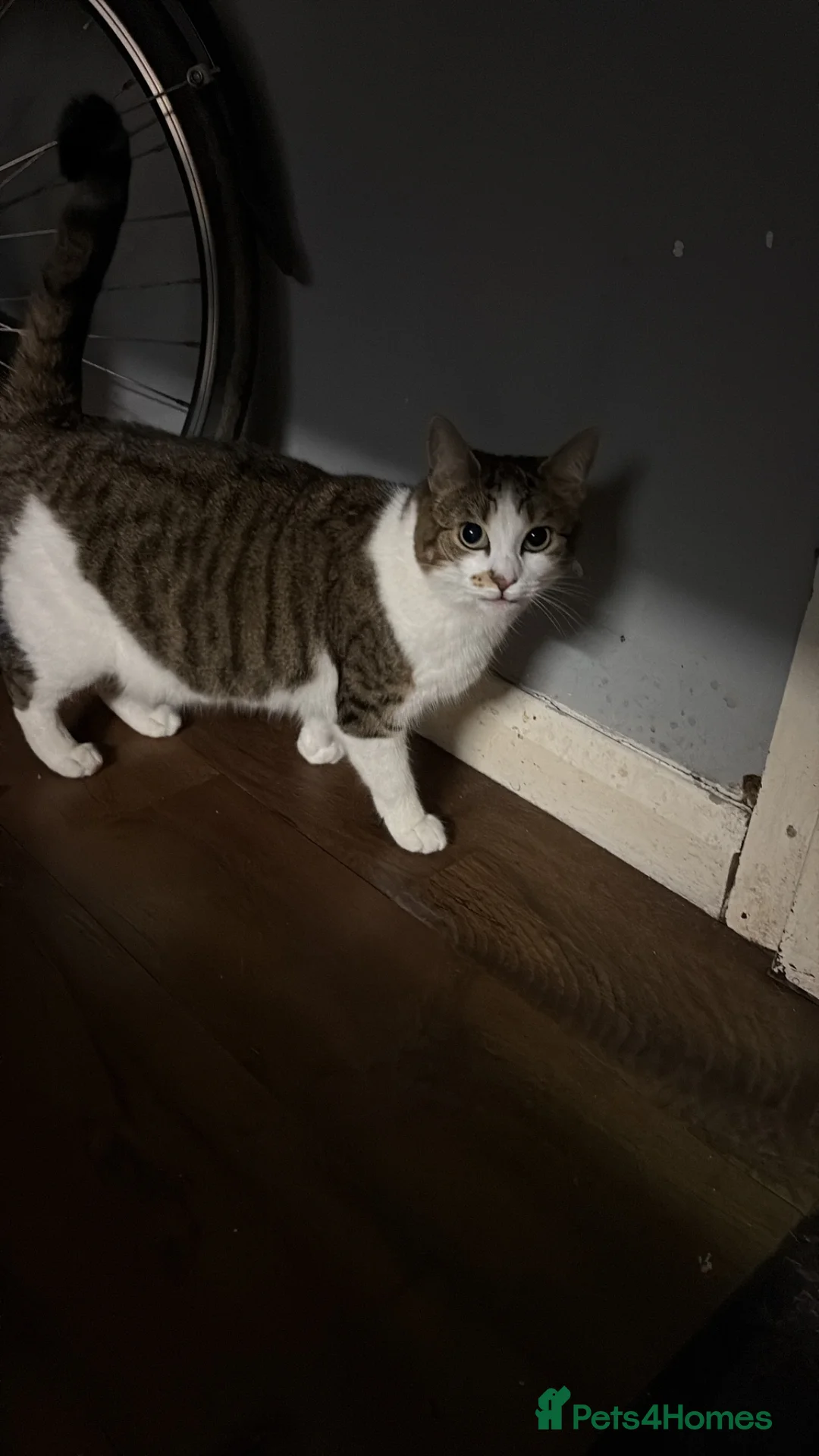 Mixed Breed cats for sale: Loving female kitten looking for a home  - Advert 9