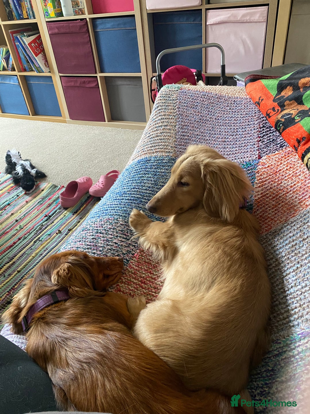 Miniature Dachshund dogs for stud: Stud Service Only - Advert 4