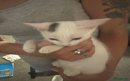 Mixed Breed cats for sale: ⭐️⭐️ 2 Males & 1 female mixed breed Kittens!!⭐️⭐️ - Image 6