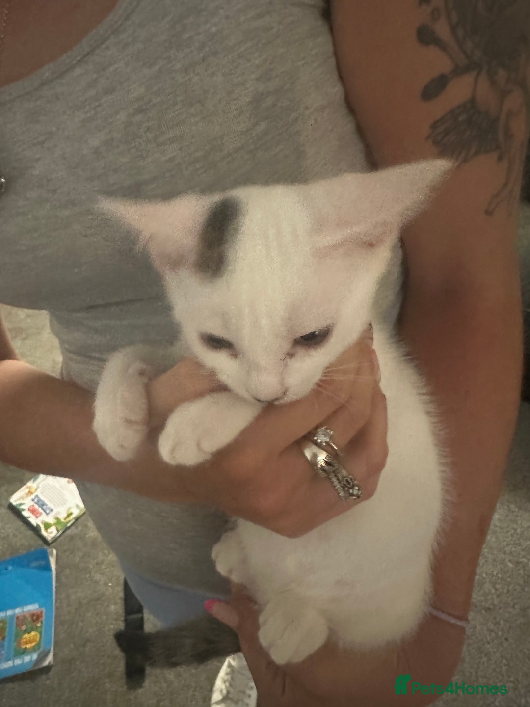 Mixed Breed cats for sale: ⭐️⭐️ 2 Males & 1 female mixed breed Kittens!!⭐️⭐️ - Image 6
